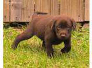 Labrador Retriever Puppy for sale in Scottsboro, AL, USA