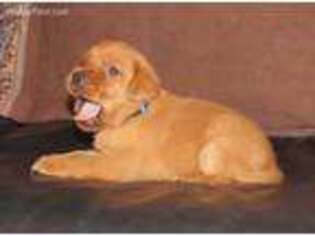 Labrador Retriever Puppy for sale in Shoals, IN, USA