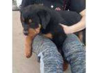Rottweiler Puppy for sale in Winston Salem, NC, USA