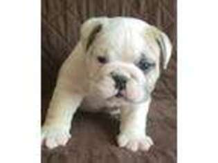 Bulldog Puppy for sale in German Valley, IL, USA