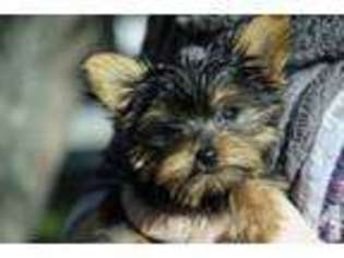 Yorkshire Terrier Puppy for sale in WYOMING, MI, USA