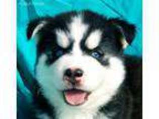Siberian Husky Puppy for sale in West Lafayette, OH, USA
