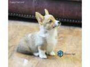 Pembroke Welsh Corgi Puppy for sale in Perryton, TX, USA
