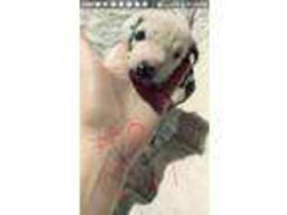 Great Dane Puppy for sale in Farmington, MO, USA