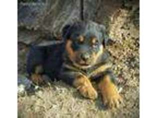 Rottweiler Puppy for sale in Salina, OK, USA