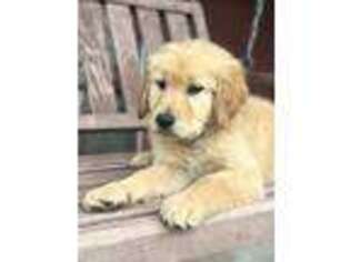Golden Retriever Puppy for sale in Monticello, MN, USA
