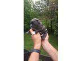 French Bulldog Puppy for sale in Lonaconing, MD, USA
