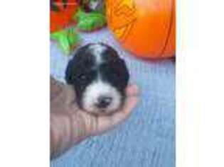 Mutt Puppy for sale in Keysville, VA, USA