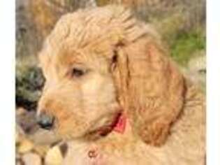 Goldendoodle Puppy for sale in Harbor Beach, MI, USA