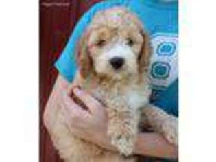 Goldendoodle Puppy for sale in Diamond, MO, USA