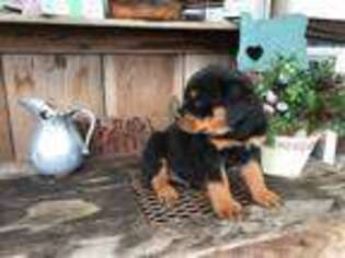 Rottweiler Puppy for sale in Clackamas, OR, USA