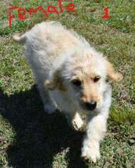Goldendoodle Puppy for sale in Paris, AR, USA