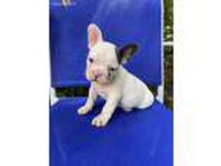 Medium Photo #1 French Bulldog Puppy For Sale in Atlanta, GA, USA