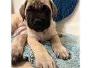 Mastiff Puppy for sale in New Park, PA, USA