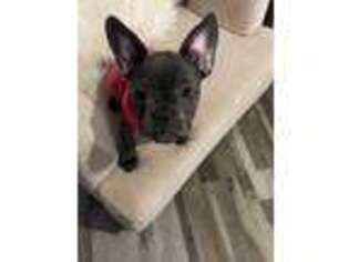 French Bulldog Puppy for sale in Silver Spring, MD, USA