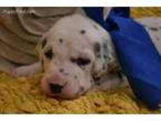 Dalmatian Puppy for sale in Baltic, OH, USA