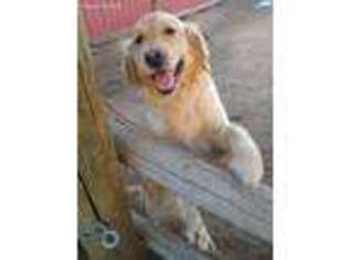 Golden Retriever Puppy for sale in Fort Collins, CO, USA