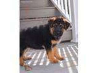 German Shepherd Dog Puppy for sale in Simpsonville, SC, USA