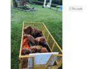 Labrador Retriever Puppy for sale in Mobile, AL, USA