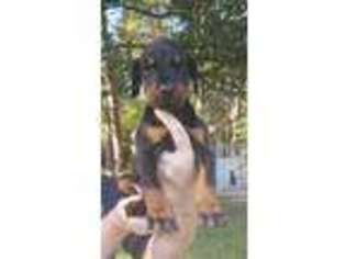 Doberman Pinscher Puppy for sale in Dillon, SC, USA