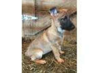 Belgian Malinois Puppy for sale in Chillicothe, OH, USA