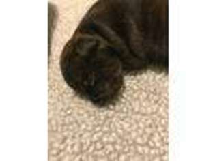 Staffordshire Bull Terrier Puppy for sale in Staten Island, NY, USA