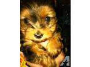 Yorkshire Terrier Puppy for sale in LEXINGTON, NC, USA