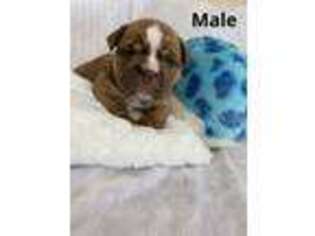 American Bulldog Puppy for sale in Spring Hill, FL, USA