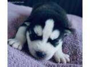 Siberian Husky Puppy for sale in Clifton, NJ, USA