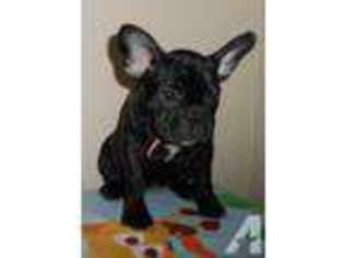 French Bulldog Puppy for sale in ARMA, KS, USA