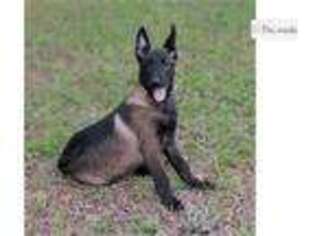 Belgian Malinois Puppy for sale in Pensacola, FL, USA