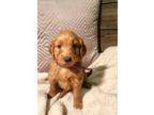 Goldendoodle Puppy for sale in Roseville, CA, USA