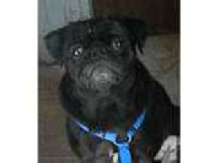 Pug Puppy for sale in WOODVILLE, TX, USA