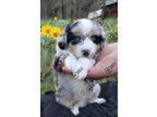 Miniature Australian Shepherd Puppy for sale in Missoula, MT, USA