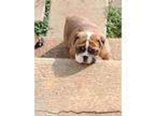 Bulldog Puppy for sale in Greer, SC, USA