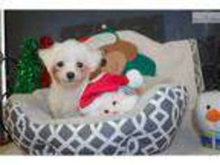 Maltese Puppy for sale in Mobile, AL, USA