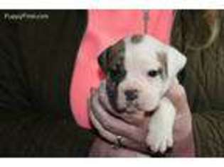 Olde English Bulldogge Puppy for sale in Windsor, PA, USA