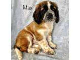Saint Bernard Puppy for sale in Myerstown, PA, USA