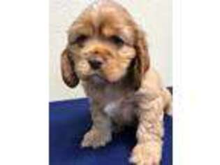 Cocker Spaniel Puppy for sale in Lindsay, TX, USA