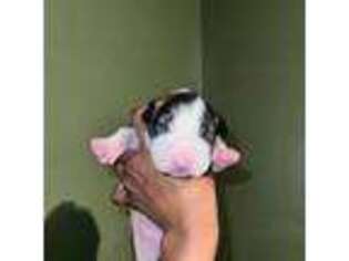 Bull Terrier Puppy for sale in Montclair, NJ, USA