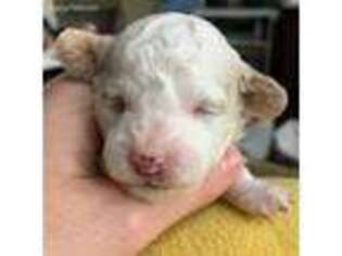 Mutt Puppy for sale in Mossyrock, WA, USA