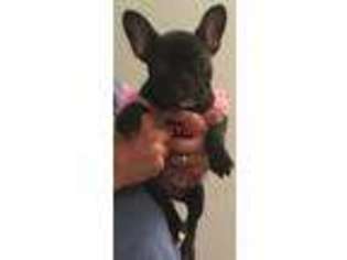 French Bulldog Puppy for sale in Moulton, TX, USA