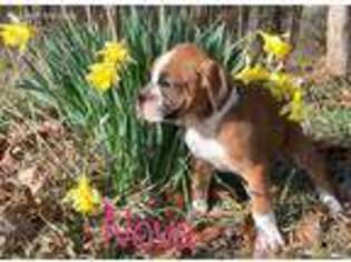 Boxer Puppy for sale in Murray, KY, USA