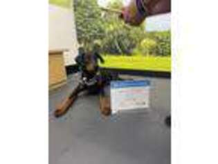 Doberman Pinscher Puppy for sale in Maitland, FL, USA