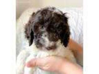 English Springer Spaniel Puppy for sale in Parma, ID, USA