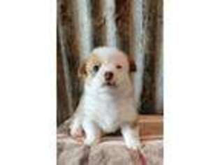 Pembroke Welsh Corgi Puppy for sale in Lake Charles, LA, USA