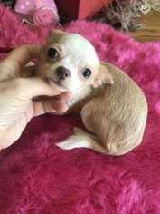 Chihuahua Puppy for sale in Winnetka, IL, USA