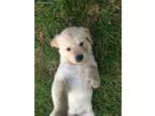 Golden Retriever Puppy for sale in Marshall, TX, USA