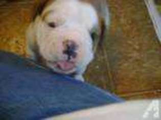 Valley Bulldog Puppy for sale in Oakhurst, NJ, USA