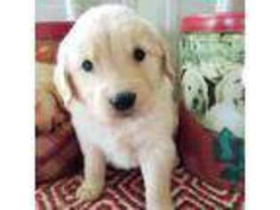Golden Retriever Puppy for sale in Wellsville, MO, USA
